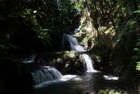 Hilo - Tropischer Botanischer Garten