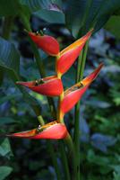 Hilo - Tropischer Botanischer Garten