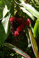 Hilo - Tropischer Botanischer Garten