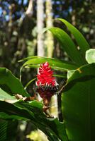 Hilo - Tropischer Botanischer Garten