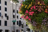 Beverly Hills - Rodeo Drive