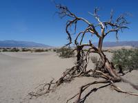 Mesquite Sand Dunes