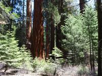 Yosemite Nationalpark Mariposa Grove