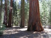 Yosemite Nationalpark Mariposa Grove