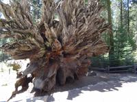 Yosemite Nationalpark Mammutbaumwurzel