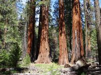Yosemite Nationalpark Mammutbäume