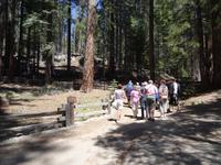 Yosemite Nationalpark Mariposa Grove