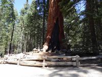 Yosemite Nationalpark - The Grizzly Giant