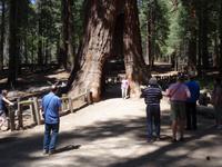 Yosemite Nationalpark - The California Tunnel Tree