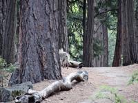 Yosemite Nationalpark - Coyote