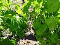 Napa Valley - Winery