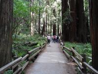 Muir Woods Nationalpark