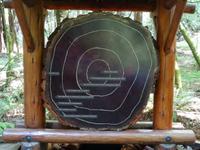 Muir Woods Nationalpark - Küstenmammutbaum