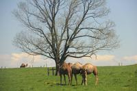 Lancaster - bei den Amischen
