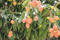 Fort Myers - Edison and Ford Estate