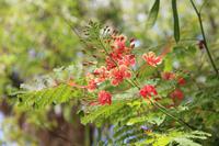 Fort Myers - Edison and Ford Estate