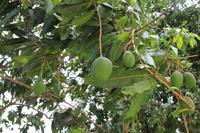 Fort Myers - Edison and Ford Estate