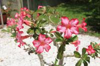 Fort Myers - Edison and Ford Estate