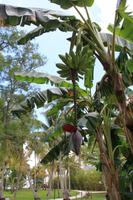 Fort Myers - Edison and Ford Estate