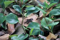 Fort Myers - Edison and Ford Estate