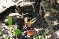 J.N. Ding Darling National Wildlife Refuge