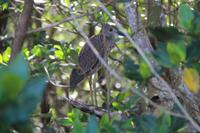 J.N. Ding Darling National Wildlife Refuge