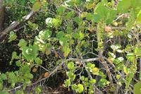 J.N. Ding Darling National Wildlife Refuge