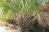 J.N. Ding Darling National Wildlife Refuge