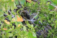 J.N. Ding Darling National Wildlife Refuge