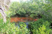 J.N. Ding Darling National Wildlife Refuge