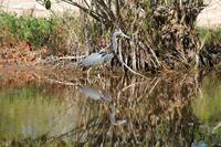 J.N. Ding Darling National Wildlife Refuge