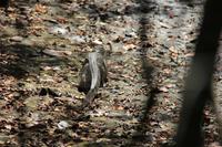 J.N. Ding Darling National Wildlife Refuge