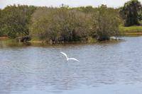 J.N. Ding Darling National Wildlife Refuge