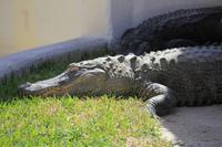 Indianer Dorf - Alligatorenshow