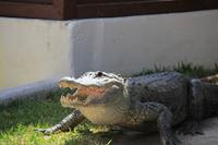 Indianer Dorf - Alligatorenshow