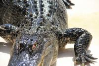 Indianer Dorf - Alligatorenshow