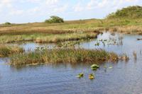 Propellerbootfahrt in den Everglades