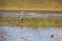 Propellerbootfahrt in den Everglades