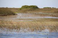 Propellerbootfahrt in den Everglades