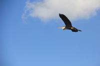 Propellerbootfahrt in den Everglades