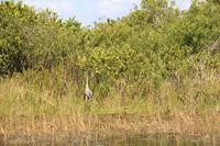Propellerbootfahrt in den Everglades