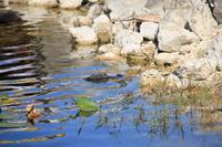 Alligator in den Everglades