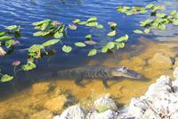 Alligator in den Everglades