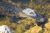 Alligator in den Everglades