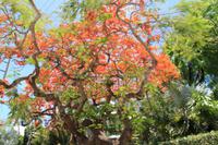 Key West - Conch Tour