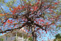 Key West - auf der Duval Street