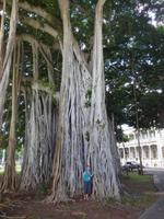 Banyanbaum oder Banyan-Feige