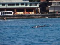 Big Island (Hawaii) - Kona