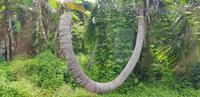 Big Island 