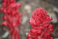 Blütenpracht im Yosemite Nationalpark